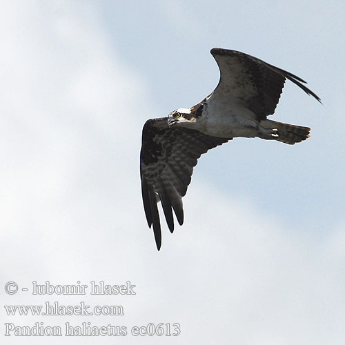 Pandion haliaetus ec0613