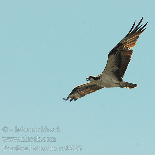 Pandion haliaetus ec0626