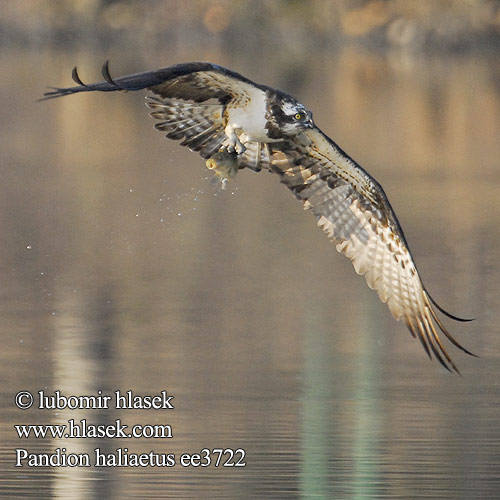 Pandion haliaetus ee3722