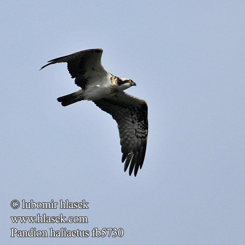 Balbuzard pêcheur Aguila Pescadora Orlovec říční