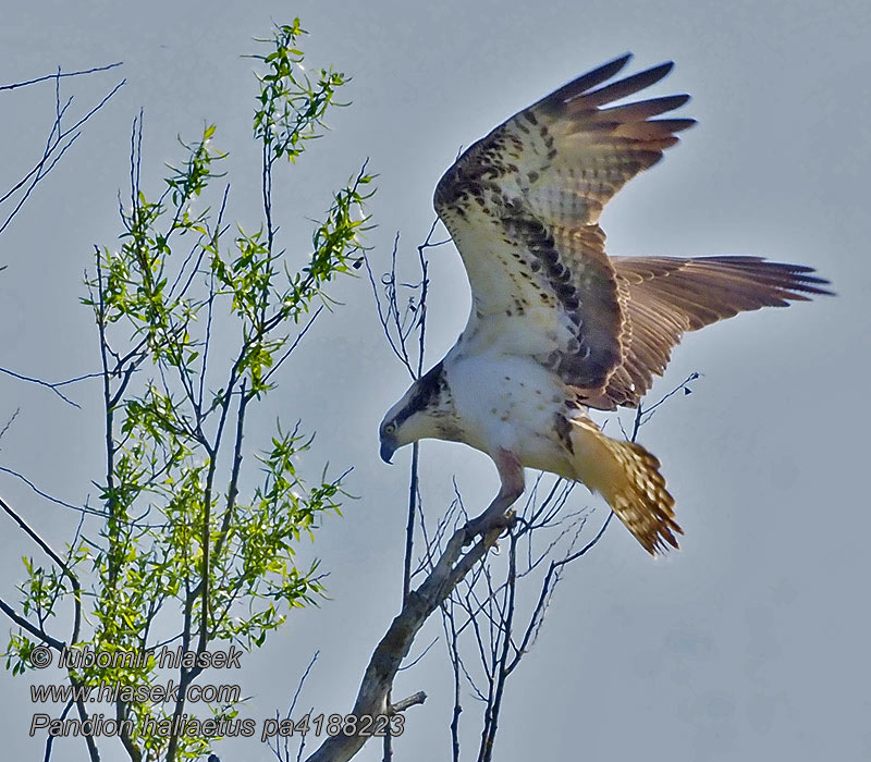 Pandion haliaetus