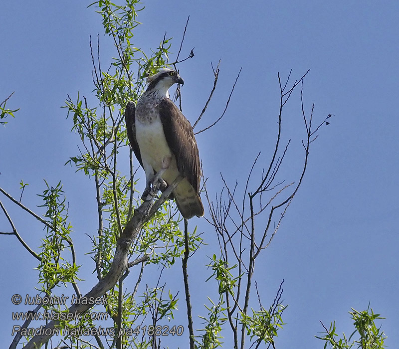 Pandion haliaetus