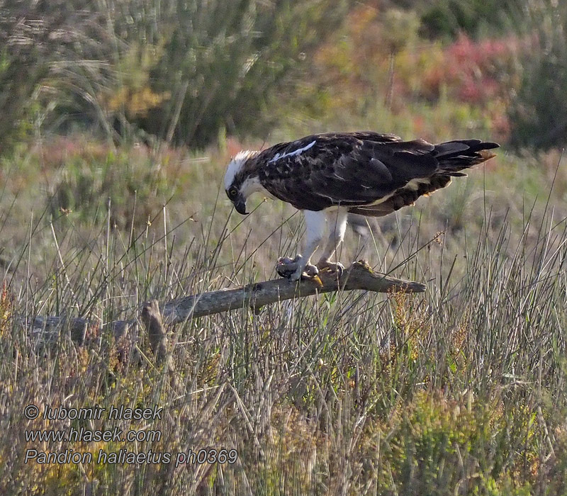 Pandion haliaetus