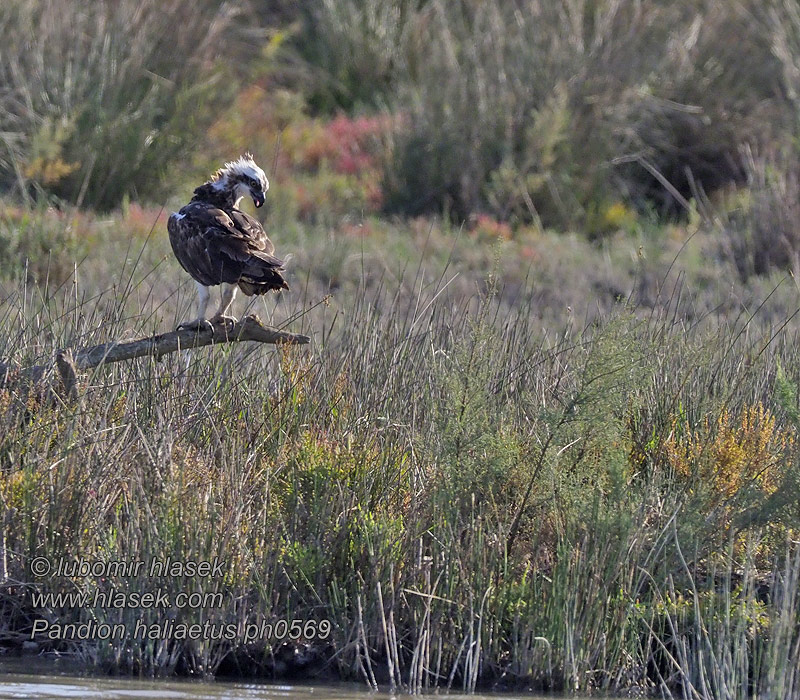 Pandion haliaetus