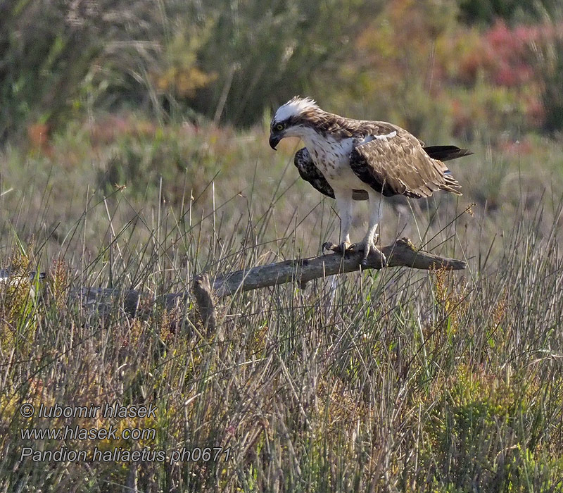 Pandion haliaetus