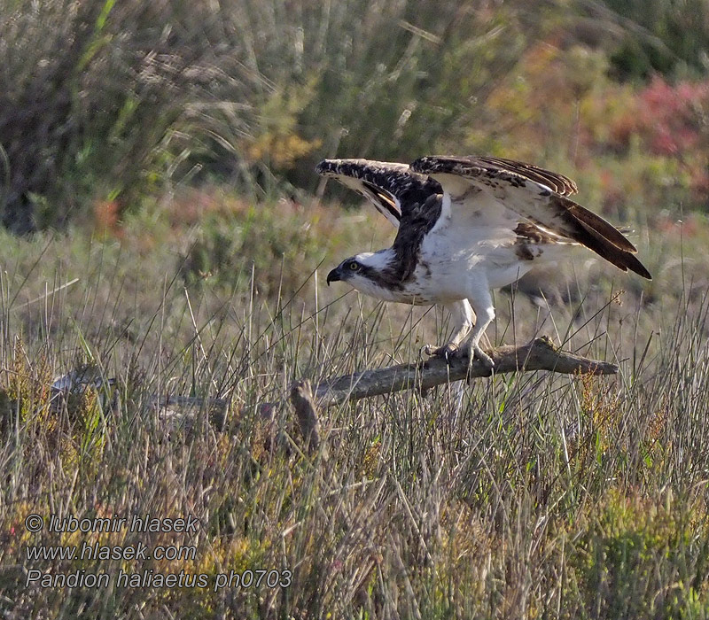 Pandion haliaetus