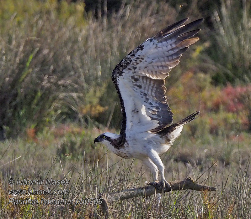 Pandion haliaetus