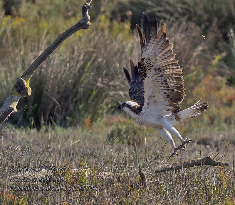 Pandion haliaetus