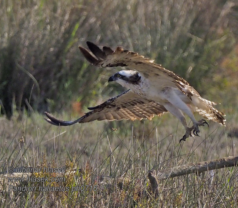 Pandion haliaetus