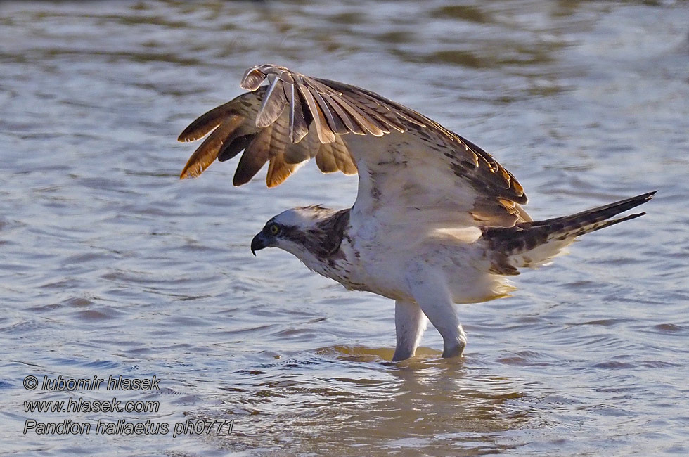 Pandion haliaetus