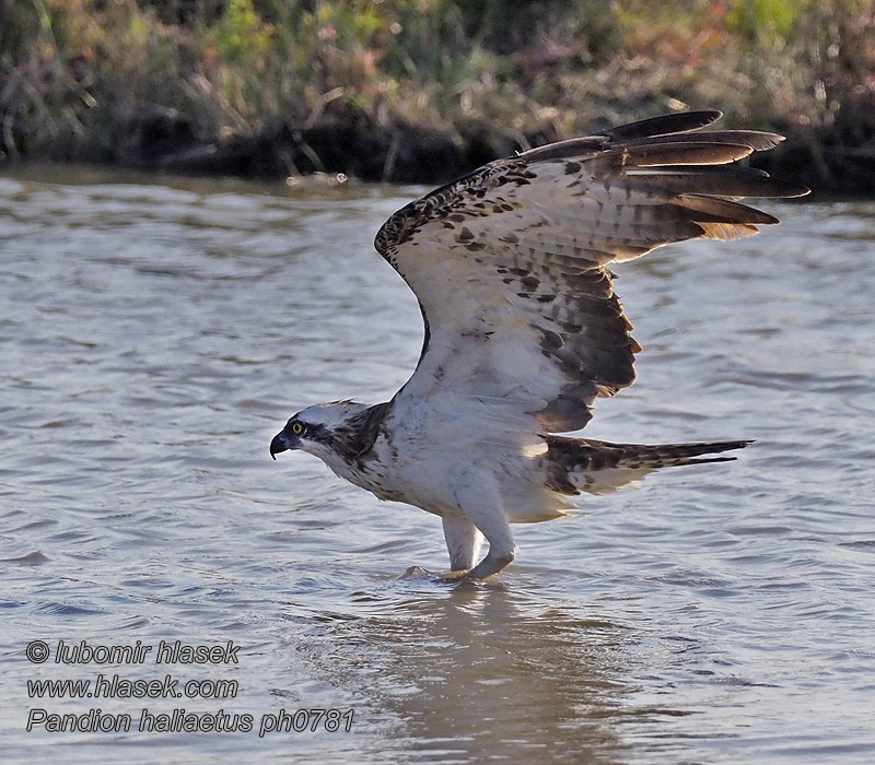 Pandion haliaetus