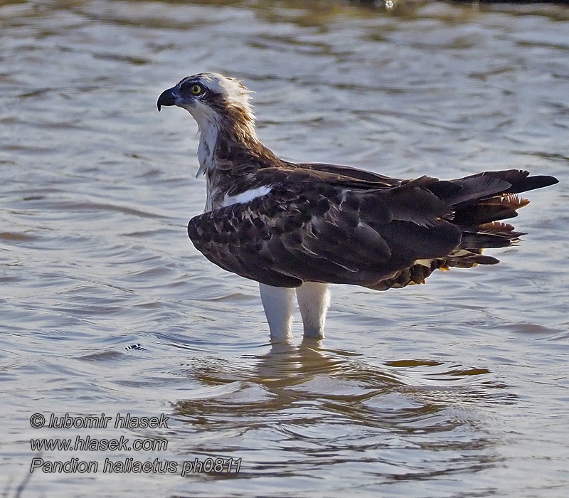 Pandion haliaetus