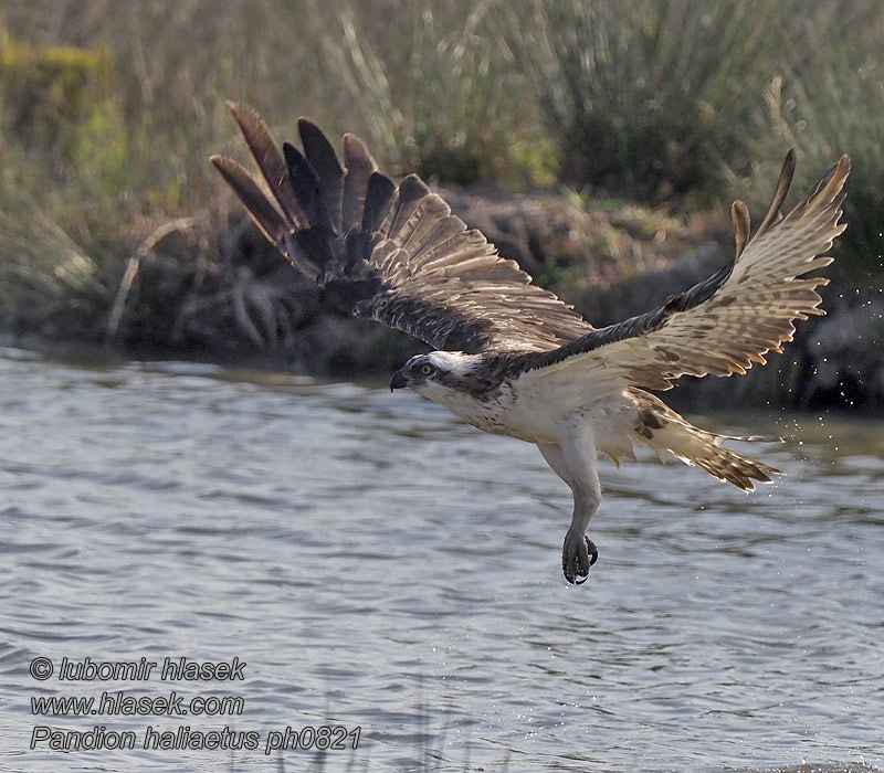 Pandion haliaetus