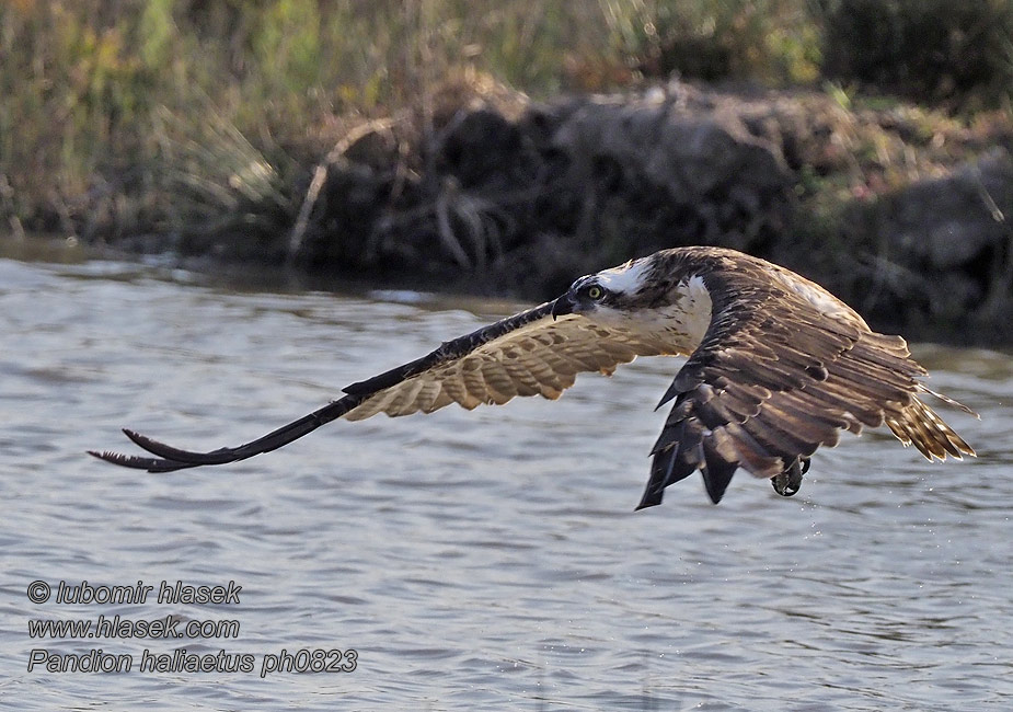 Pandion haliaetus