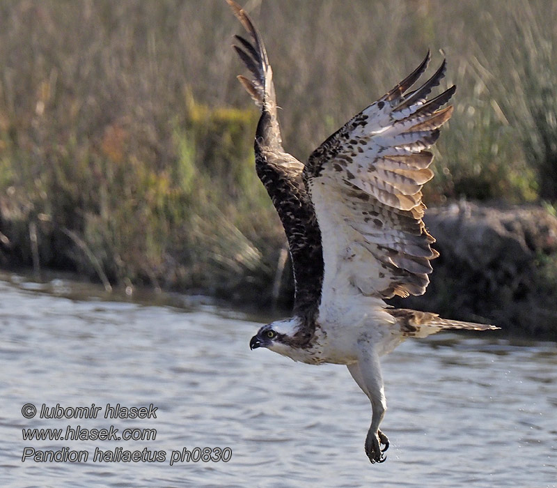 Pandion haliaetus