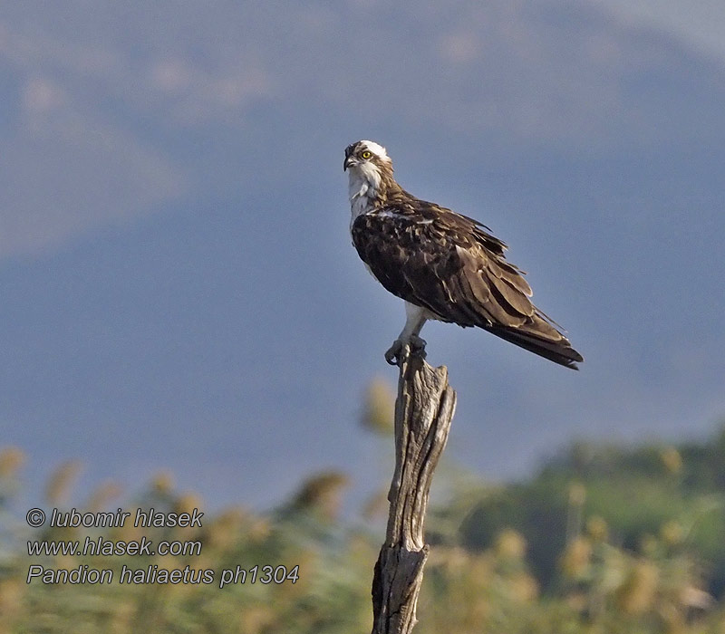 Orlovec říční Pandion haliaetus