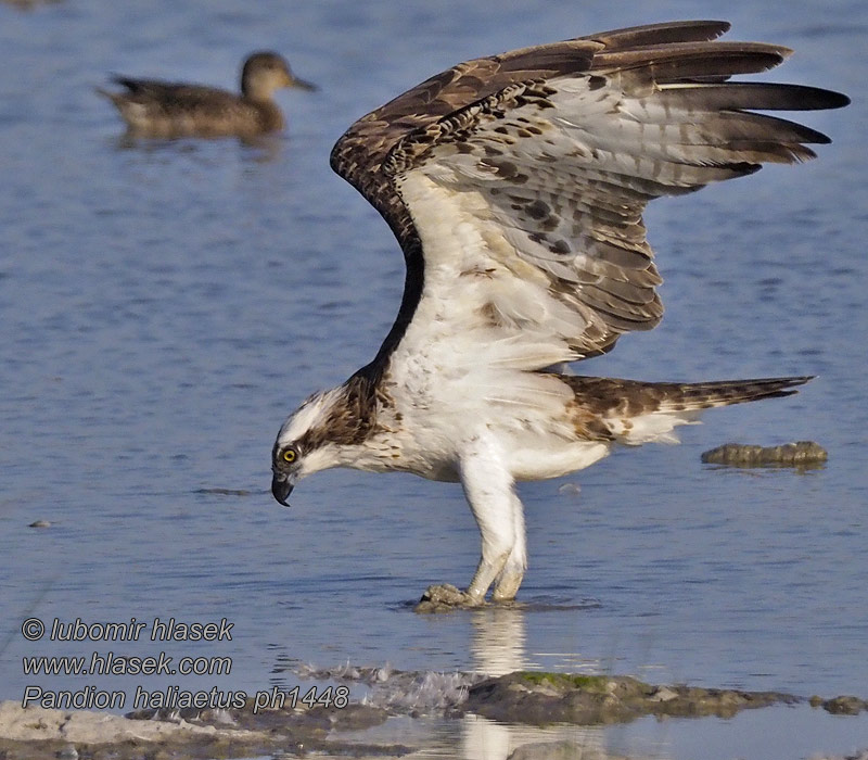 Orlovec říční Pandion haliaetus