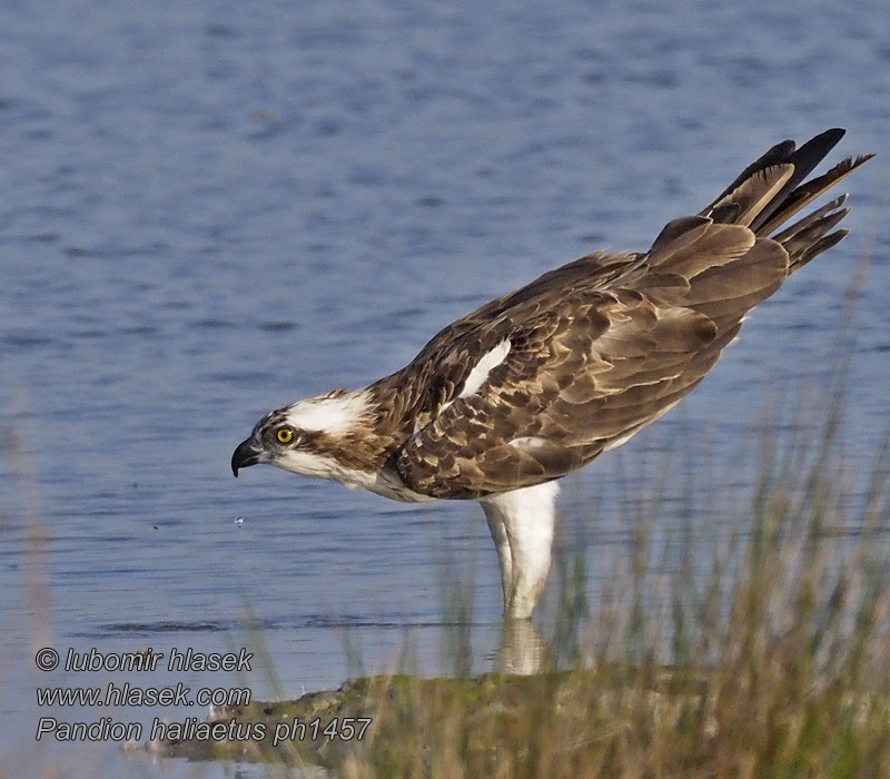 Orlovec říční Pandion haliaetus