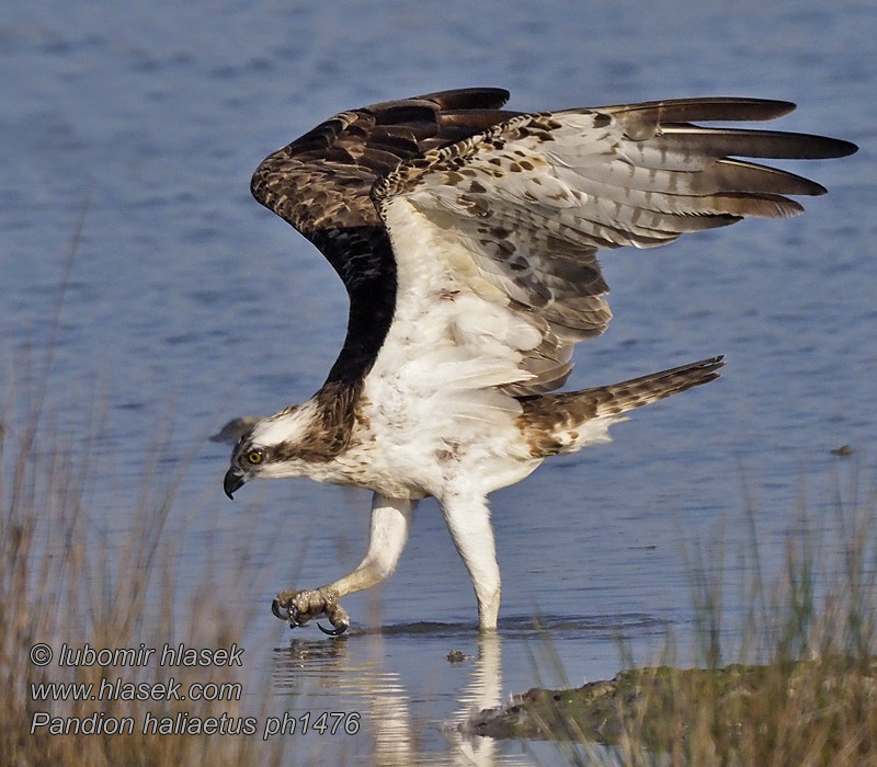 Orlovec říční Pandion haliaetus