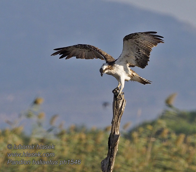 Скопа ミサゴ العقاب النسارية 물수리 Ψαραετός Pandion haliaetus