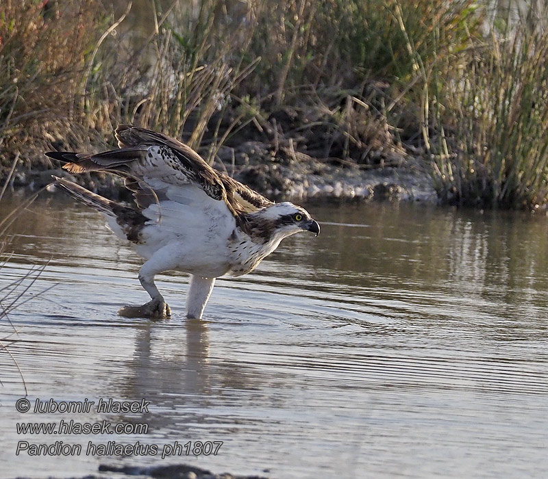 Rybołów Kršiak rybožravý Halászsas 鹗 Pandion haliaetus