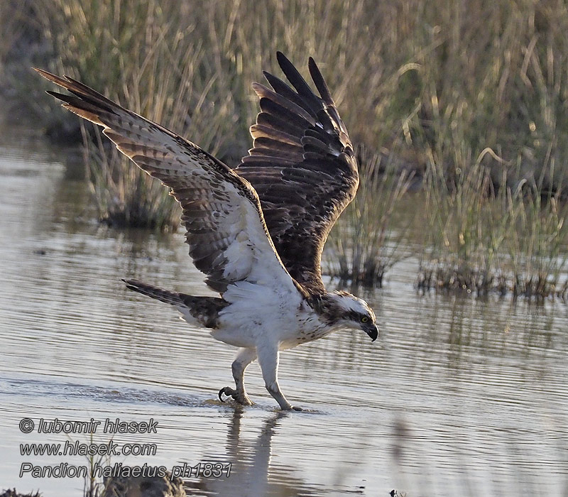 Águia-pesqueira Скопа Pandion haliaetus