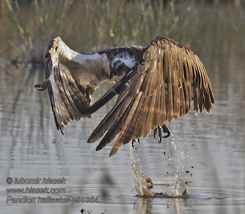 Fiskeørn Visarend Sääksi Pandion haliaetus