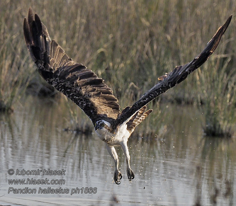 Orlovec říční Pandion haliaetus