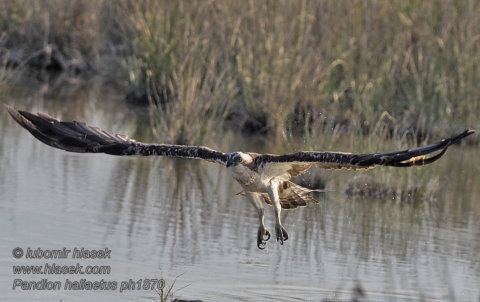 Balbuzard pêcheur Aguila Pescadora Pandion haliaetus