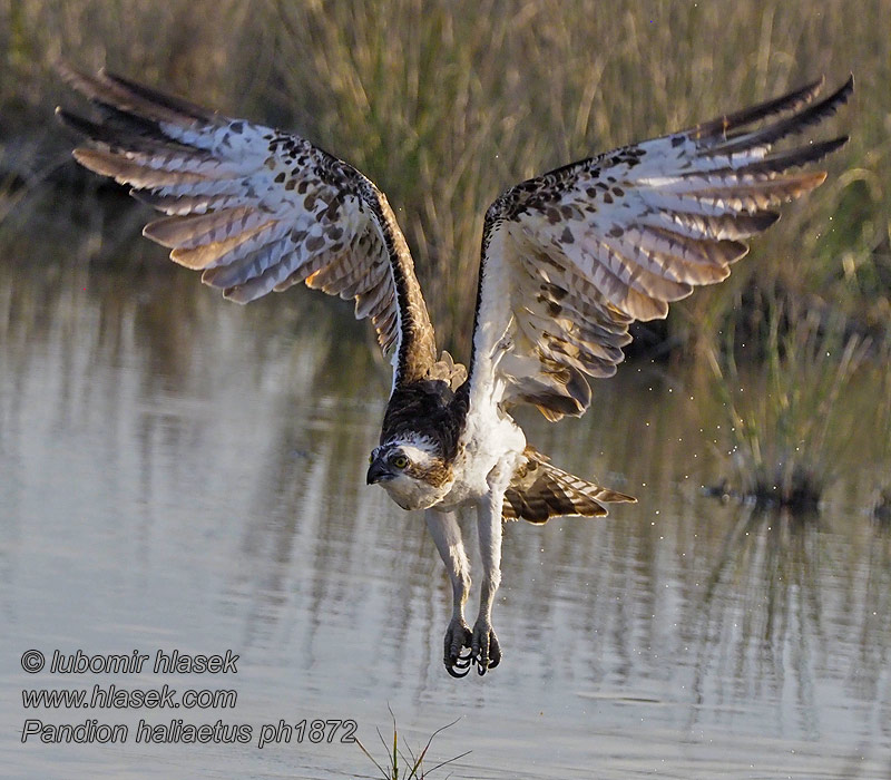 Osprey Fischadler Pandion haliaetus