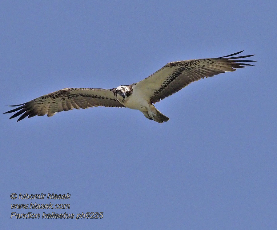 Pandion haliaetus