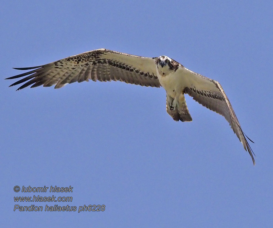 Pandion haliaetus