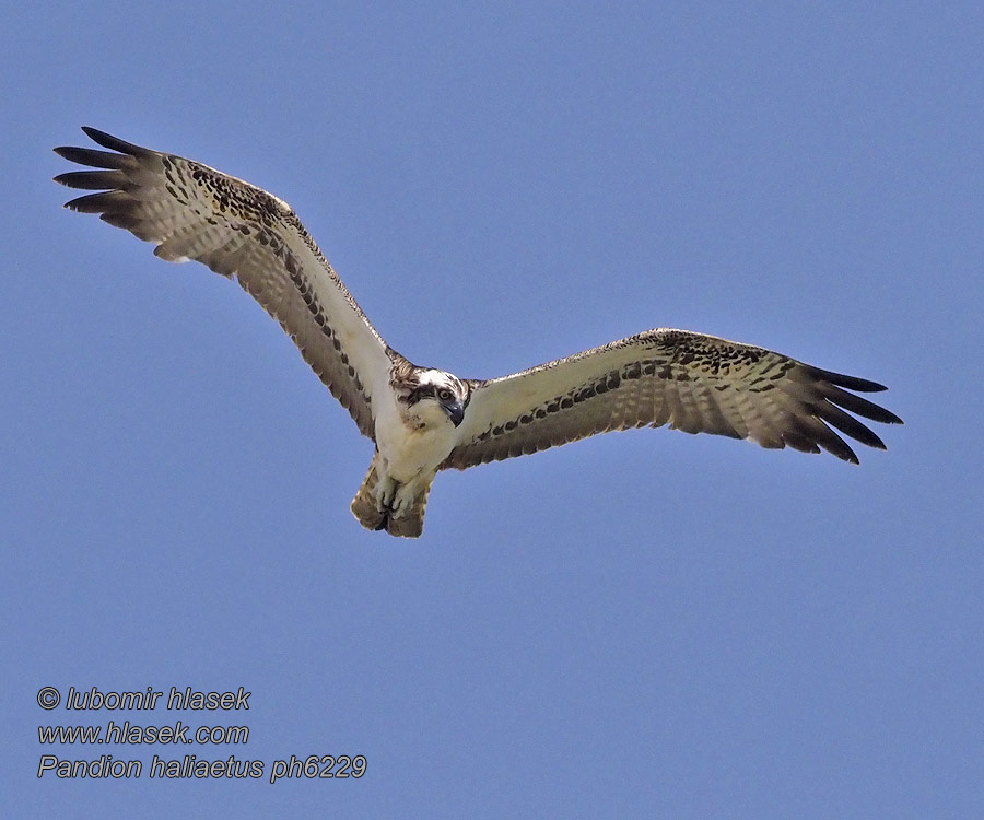 Pandion haliaetus