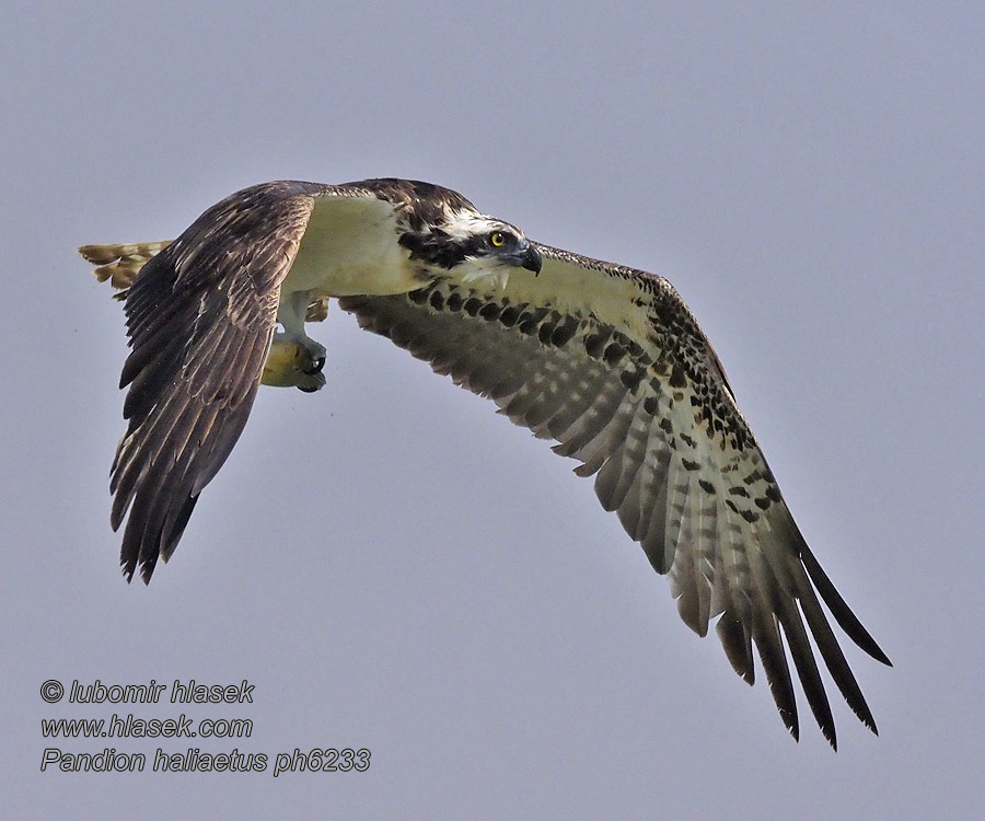 Pandion haliaetus