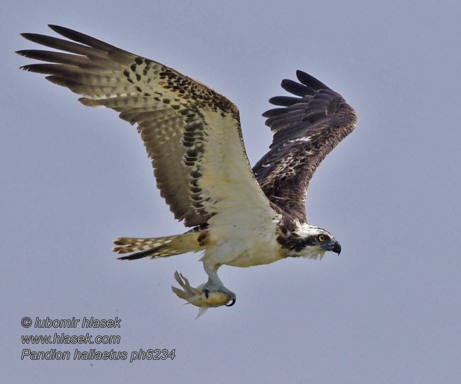 Pandion haliaetus