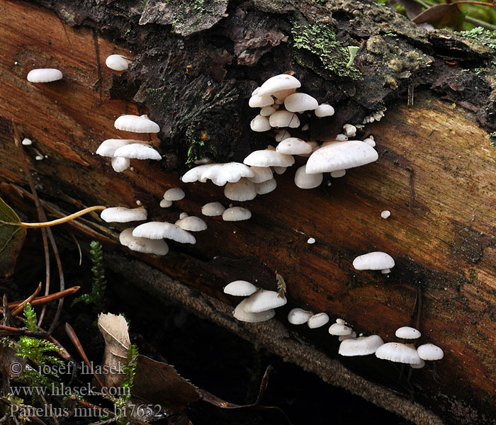 Panellus mitis Pleurotus Pařezník jemný Panelle douce Milde Zwergknäueling Панеллюс нежный Pňovka malá Łycznik białawy Mild Epaulethat Pikkuvinokas Mild Panellus Denneschelpzwam Vinterlærhatt Mili zgručevec Vintermussling