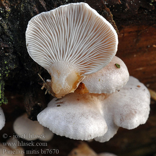 Vinterlærhatt Mili zgručevec Vintermussling Panellus mitis Pleurotus Pařezník jemný Panelle douce Milde Zwergknäueling Панеллюс нежный Pňovka malá Łycznik białawy Mild Epaulethat Pikkuvinokas Mild Panellus Denneschelpzwam