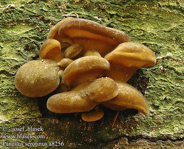 Panellus serotinus Olive Oysterling Sildig epaulethat talvivinokas panus tardif Groene schelpzwam Gelbstieliger Muschelseitling Łycznik późny Pňovka neskorá Pařezník pozdní Grönmussling Agaricus almeni Hohenbuehelia serotina Pleurotus flaccidus Gulgrønn lærhatt Вешенка поздняя Панеллюс поздний ムキタケ