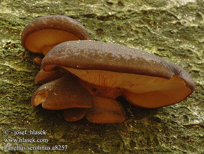 Panellus serotinus Panus tardif Groene schelpzwam Gelbstieliger Muschelseitling Łycznik późny Pňovka neskorá Pařezník pozdní Grönmussling Agaricus almeni Hohenbuehelia serotina Pleurotus flaccidus Gulgrønn lærhatt Вешенка поздняя Панеллюс поздний ムキタケ Olive Oysterling Sildig epaulethat Talvivinokas