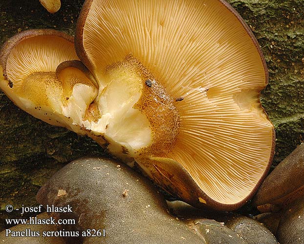 Panellus serotinus Łycznik późny Pňovka neskorá Pařezník pozdní Grönmussling Agaricus almeni Hohenbuehelia serotina Pleurotus flaccidus Gulgrønn lærhatt Вешенка поздняя Панеллюс поздний ムキタケ Olive Oysterling Sildig epaulethat Talvivinokas Panus tardif Groene schelpzwam Gelbstieliger Muschelseitling