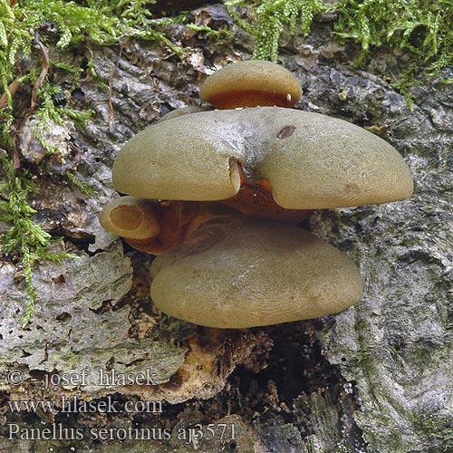 Panellus serotinus Pařezník pozdní Grönmussling Agaricus almeni Hohenbuehelia serotina Pleurotus flaccidus Gulgrønn lærhatt Вешенка поздняя Панеллюс поздний ムキタケ Olive Oysterling Sildig epaulethat Talvivinokas Panus tardif Groene schelpzwam Gelbstieliger Muschelseitling Łycznik późny Pňovka neskorá