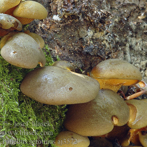 Panellus serotinus Agaricus almeni Hohenbuehelia serotina Pleurotus flaccidus Gulgrønn lærhatt Вешенка поздняя Панеллюс поздний ムキタケ Olive Oysterling Sildig epaulethat Talvivinokas Panus tardif Groene schelpzwam Gelbstieliger Muschelseitling Łycznik późny Pňovka neskorá Pařezník pozdní Grönmussling