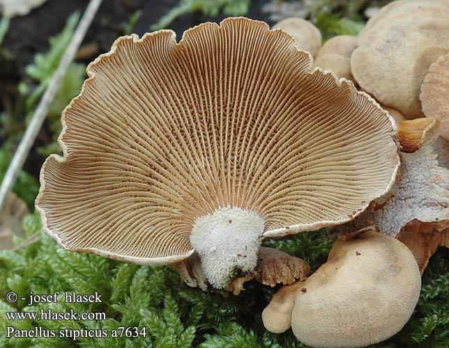 Panellus stipticus Pařezník obecný Epålettsvamp Agaricus lateralis