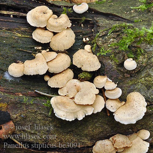 Panellus stipticus stypticus Agaricus lateralis semipetiolatus