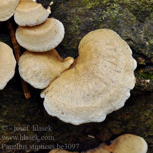 Панеллюс вяжущий Panus albidotomentosus farinaceus