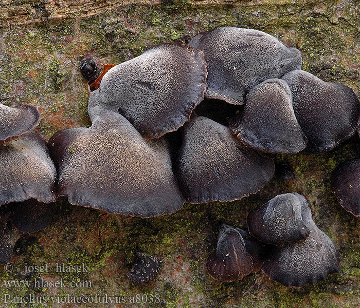 Panellus violaceofulvus Pařezník fialovoplavý