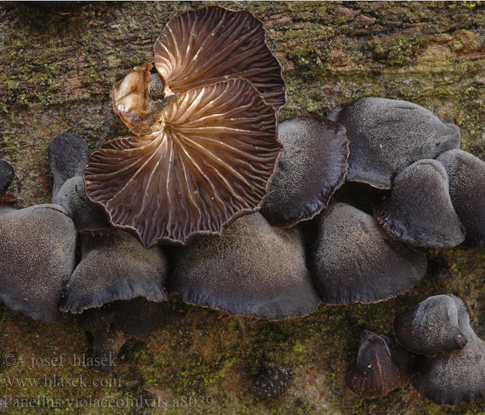 Panellus violaceofulvus Violettblättrige Zwergknäueling