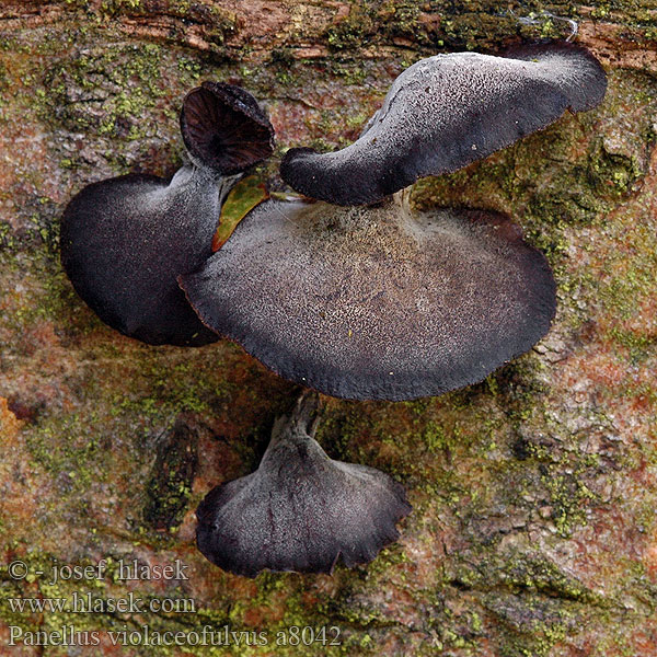 Panellus violaceofulvus Pňovka fialovohnedá Violet Oysterling