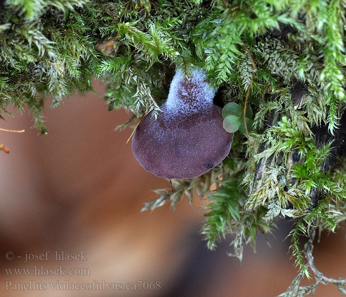 Panellus_violaceofulvus_ca7068