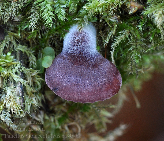 Panellus_violaceofulvus_ca7076